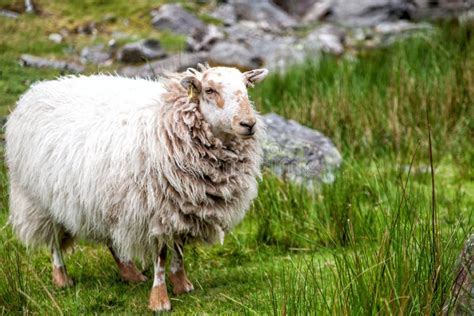 Long Haired Sheep Portrait Stock Image Image Of Pasture 19166709