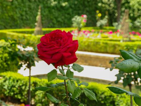 Images Gratuites Fleur Feuille Pétale Vert Botanique Rose Flore