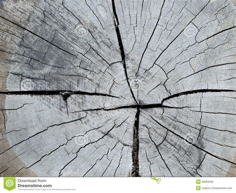 Cracked Pine Tree Trunk In Cross Section Stock Photo Image Of Cracked