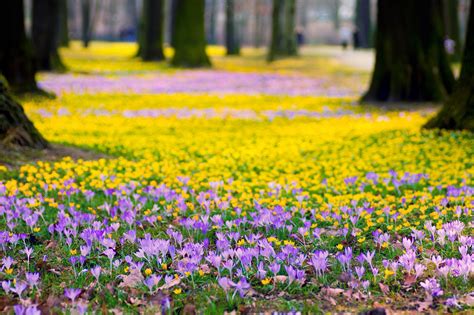 37 Purple Spring Flowers Wallpapers Wallpapersafari