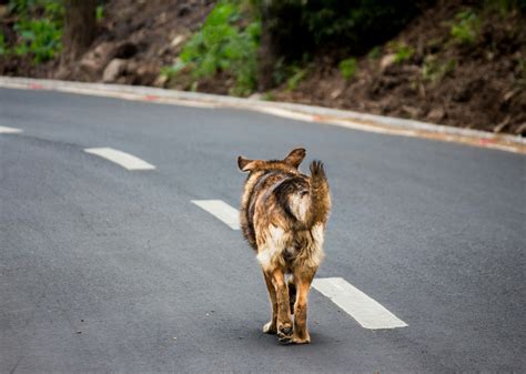 Photo Of Adult Brown And Tan German Shepherd Walking On Roadway · Free