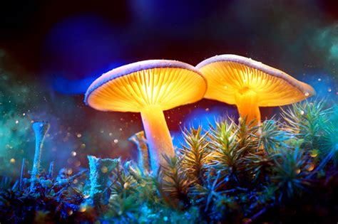 Log in or create an account. Magic mushroom ingredient approved by FDA for depression ...