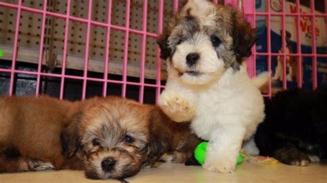 Adorable Havachon Puppies For Sale Georgia Local Breeders Near
