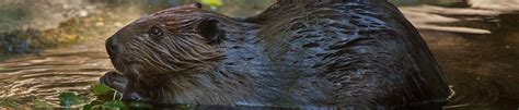 beaver removal and control get rid of beaver dams beaver trapping