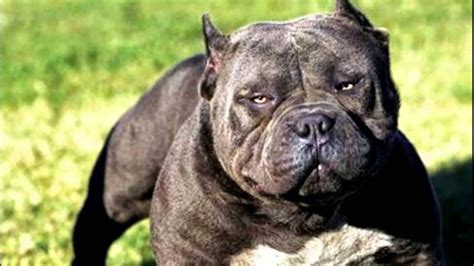 Top Ten Most Aggressive Dog Breeds Youtube
