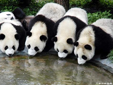 哺乳动物 生命科学 泰州科普网 Panda Bear Panda Cute Panda