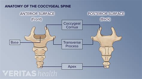 Anatomy Of The Coccyx Tailbone Spine Health