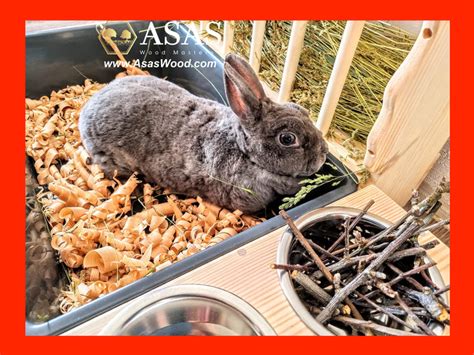 Metal Rabbit Feeders The Ultimate Solution For Healthy And Happy Bunnies
