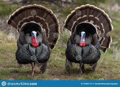Wild Tom Turkeys Strutting A Mating Dance With Their Tail Feathers