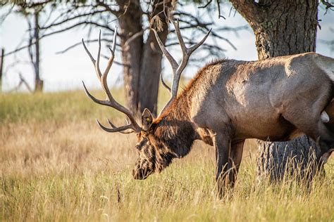 Elk Grazing In Field Photograph By Cavan Images Fine Art America