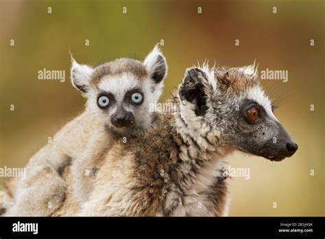 Ring Tailed Lemur Lemur Catta Female With Young Animal On The Back