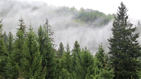 Mist Among Coniferous Trees Stock Footage Video Of Fire Conifer