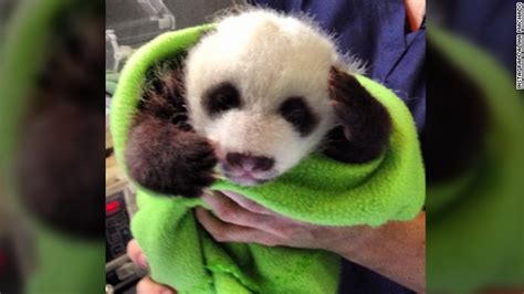 Zoo Atlantas Baby Pandas Get Cute