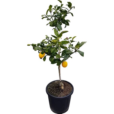 Landscape Stars Citrus Lemon Meyer Fruit Mitre 10