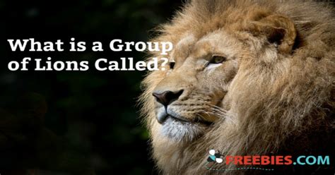 TRIVIA: What is a Group of Lions Called?