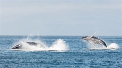 Whales ‘breach Like Crazy Moments After California Earthquake