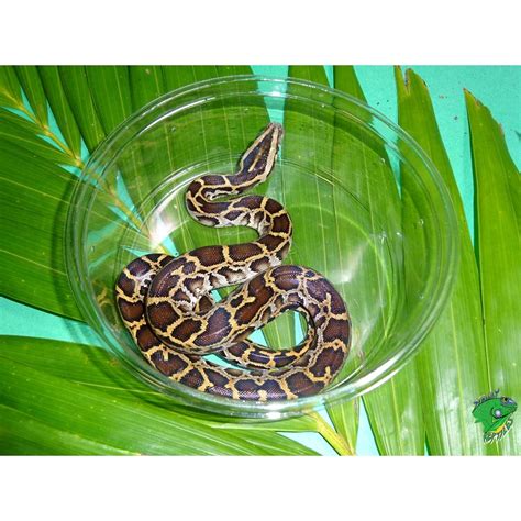 Burmese Python - baby Dangerous Reptile - Strictly Reptiles Inc.
