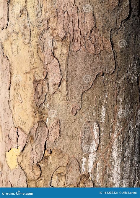 Light Brown Tree Bark Closeup Background Macro Crust Tree Stock Image