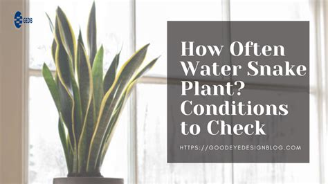 How Often Water Snake Plant Conditions To Check My Blog