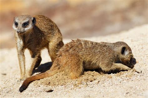 Ground Squirrels Kalahari Desert South Africa Stock Photo Image Of