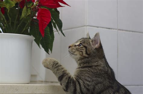 Skin contact with the sap of a poinsettia plant can cause a rash. Poinsettia Plant Toxicity - What Part Of Poinsettia Is ...