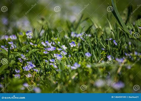 Beautiful Small Blue Flowers Blossoming In The Grass In Spring Stock