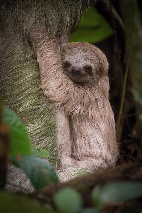 Hoffmanns Two Toed Sloth Choloepus Hoffmanni Photograph By Petr Simon