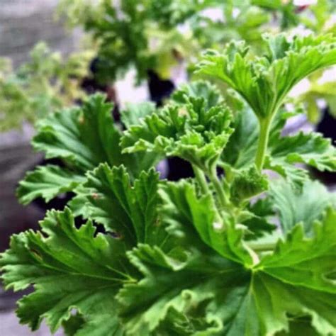 How To Grow Scented Geraniums From Cuttings