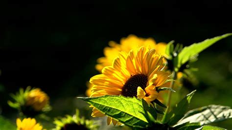 Beautiful Sunflower 1920 X 1080 Hdtv 1080p Wallpaper