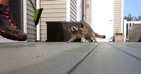 You might as well stop asking me questions, i mean, i'm sure you saw how pissed off peyton manning was about somebody coming out with talk like this. Pissed Off Raccoon vs Man With Broom - Wow Video | eBaum's ...