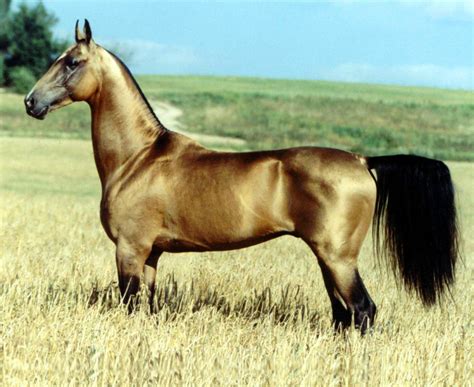 The Stunning Akhal Teke Horse Just Might Be The Most Beautiful
