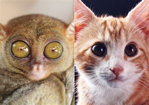 12 Cats And Dogs Who Look Like Other Animals — Photo Gallery