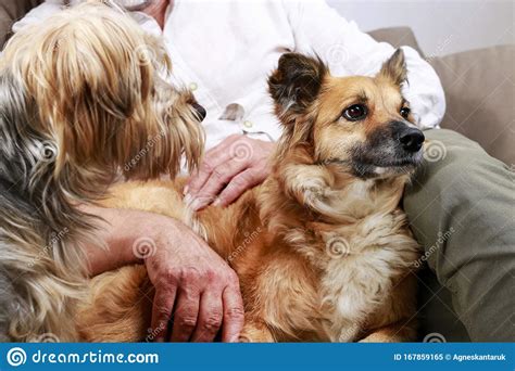 Two Dogs Together With Their Owner Stock Image Image Of Feelings