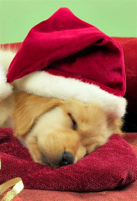 Christmas Puppies Wallpaper For Iphone 11 Pro Max X 8 7 6 Free