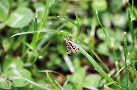 What Are The Flying Bugs In My Lawn 11 Tips For Killing
