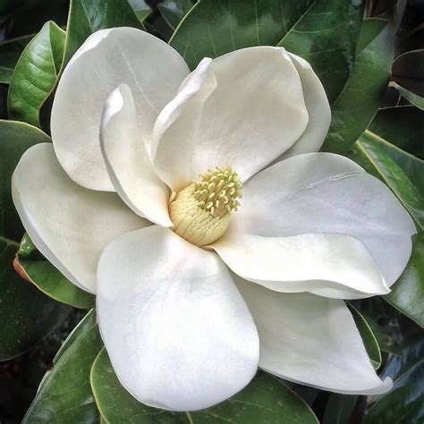 La Magnolia Originaria Dellamerica Si è Diffusa In Italia Nella