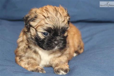 Check spelling or type a new query. Monty: Shih Tzu puppy for sale near Louisville, Kentucky ...