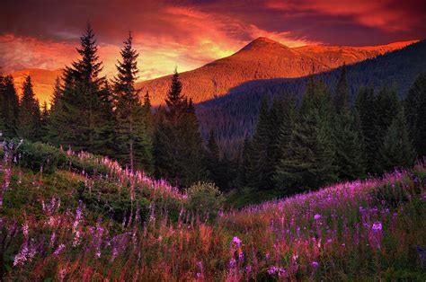 Mountain Flowers In Pine Forest Photograph By Sergiy Trofimov