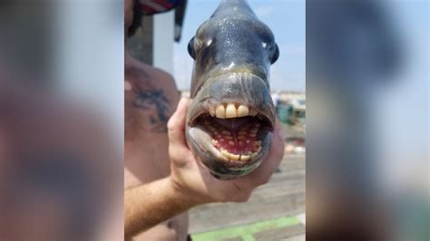 Fish With Human Teeth Caught In North Carolina Live Science