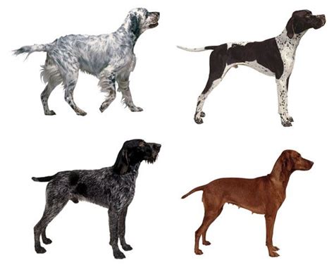 Catahoula X German Shorthaired Pointer