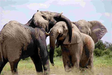 Cómo Son Físicamente Los Elefantes Hermosos Y Majestuosos Gigantes