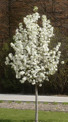 Maybe you would like to learn more about one of these? How to Grow an Ornamental Flowering Pear Tree - Watters ...