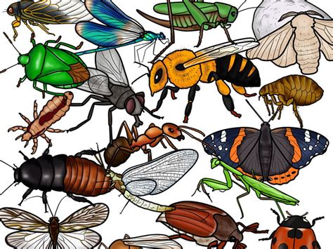 Insects Clip Art Bundle Teaching Resources