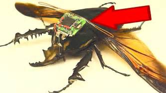 10 Bizarre Attempts To Weaponize Insects Youtube