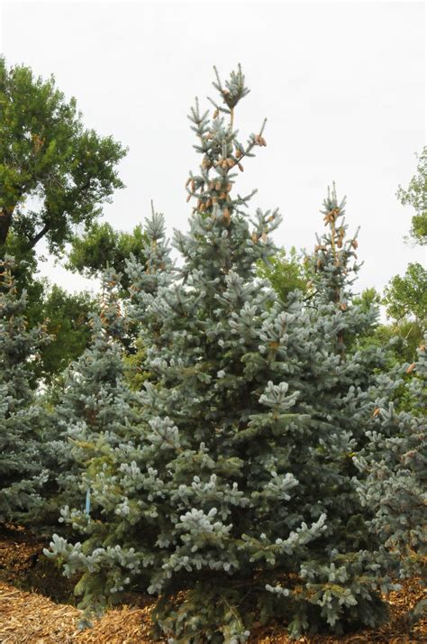 Spruce Hoopsi Blue For Sale In Boulder Colorado