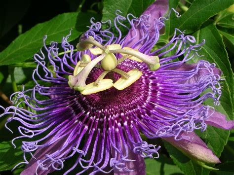 Thoughts On Architecture And Urbanism Myth And Symbolism Of The Passion Flower