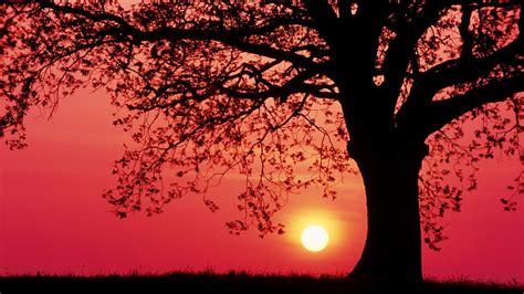 Tree Silhouette Sunset Trees Grass Red Sky Hd Wallpaper Wallpaper