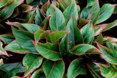 Plant is sent bare roots; Aglaonema Siam Aurora