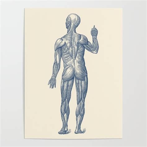 Human Muscle System Rear View Vintage Anatomy Poster By Vintage