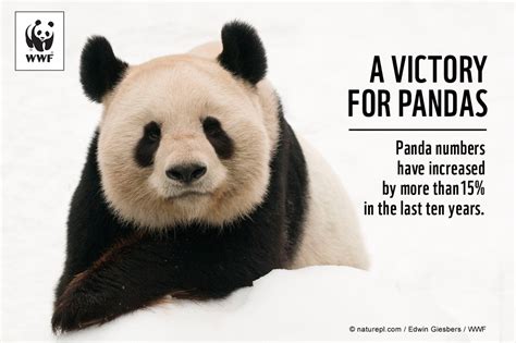 Giant Pandas No Longer Endangered Wwf